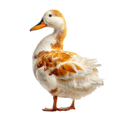 PNG of A side view of a beautiful white and orange duck standing gracefully.