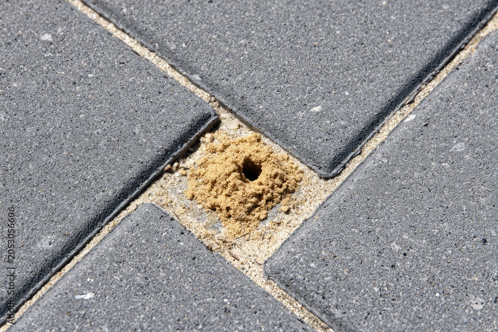 Fototapeta premium Tiny sandy hole in paving stones
