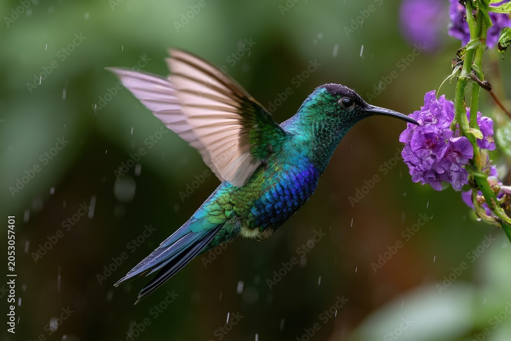 Obraz premium Tiny iridescent bird hovers, sipping nectar from purple flowers in soft rain
