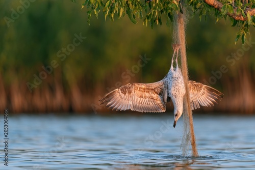 A seagull hanging upside down, entangled in an abandoned fishing net, a theme of wildlife protection, animal welfare. High quality photo