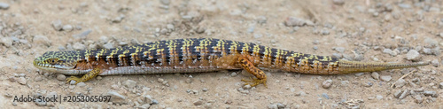 Foto Side-profile of a particularly colorful Southern Alligator lizard adult, stretched out on a dusty pebbly trail