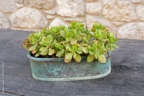 Street Planter with Blooming Foliage Enhancing Mediterranean Ambiance