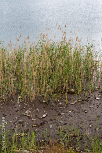 Plastic Waste And Garbage Polluting Muddy Shoreline Near Tall Reeds