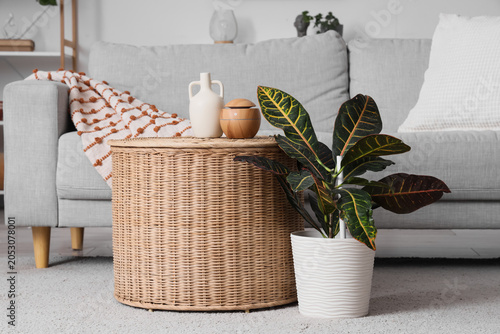 Green houseplant with wicke...