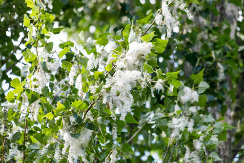 Schilderij op canvas Populus nigra female tree branch with green leaves and white fluffy cottonwood seeds during summer day in Poland