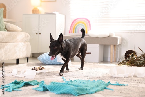 Foto Naughty dog walking on messy floor at home