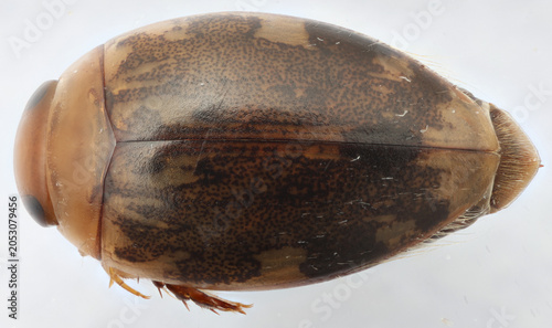 Diving beetle Laccophilus proximus from Puerto Rico