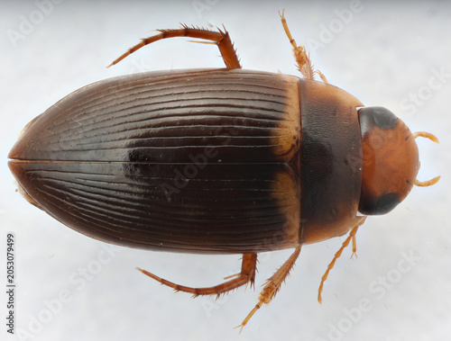 Diving beetle Copelatus caelatipennis from Puerto Rico