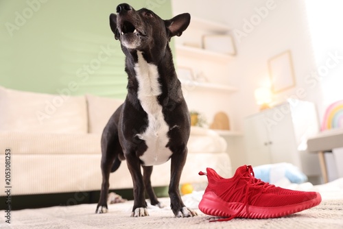 Canvas-taulu Naughty dog near sneaker on floor at home, low angle view