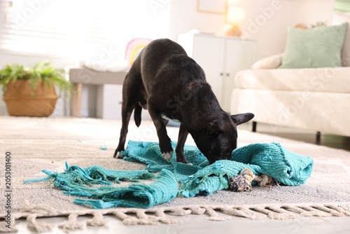 Valokuva Naughty dog with torn blanket and pet toy on floor at home
