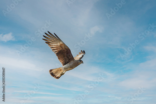 Bild auf Leinwand Vuelo de Aguilucho