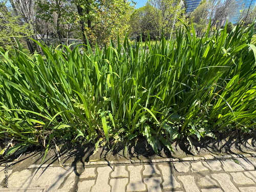 Принти на полотні Iris plant green leaves growing by a stone paved path in a botanical garden