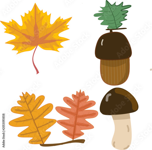 autumn leaves and acorns