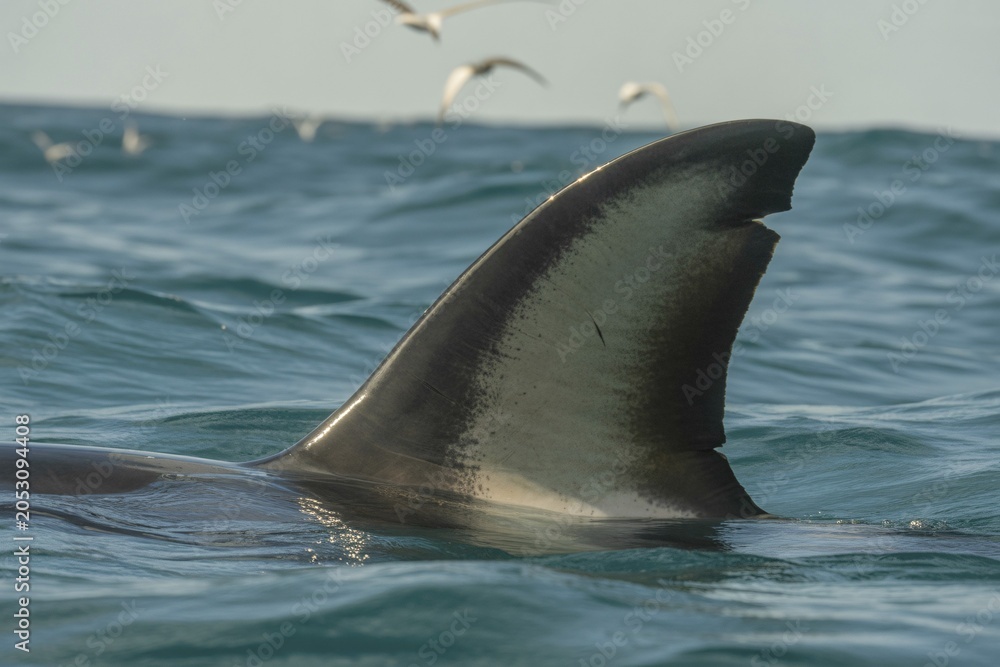 Obraz premium Shark fin breaking ocean surface. Symbol of fear and marine predator. Genertaive ai, AI generated