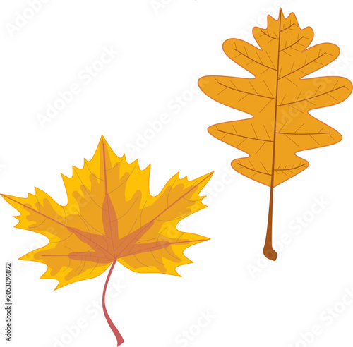 autumn maple leaves