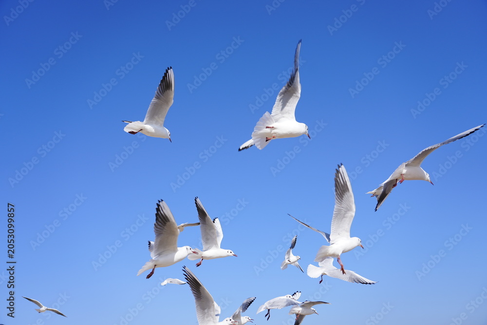 Obraz premium A Flock of Gulls Soaring in the Sunlight