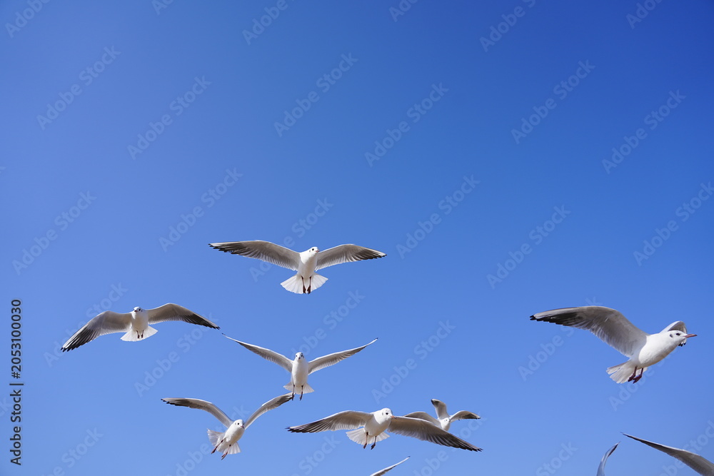 Obraz premium A Flock of Gulls Soaring in the Sunlight