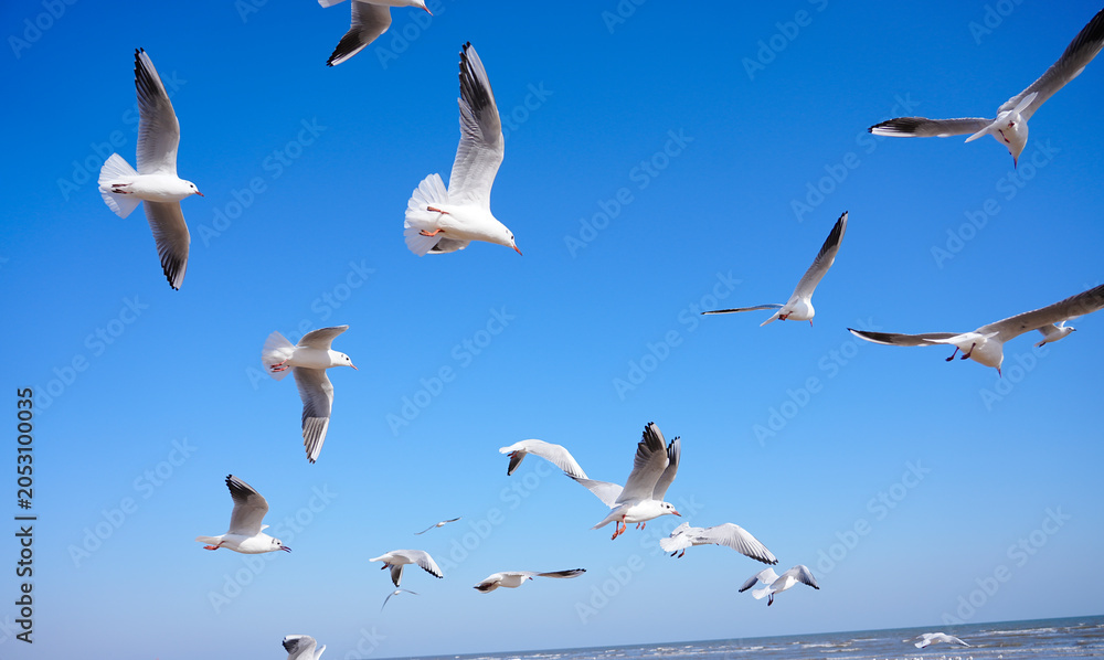 Obraz premium A Flock of Gulls Soaring in the Sunlight