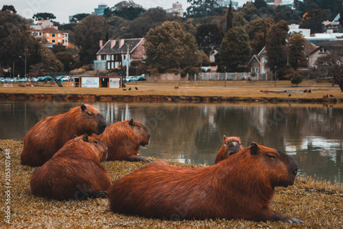 Photography Capybaras Resting by Urban Lake in Curitiba, Brazil
