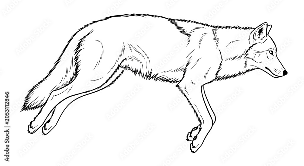 Fototapeta premium Wolf jumping line art illustration isolated on white background