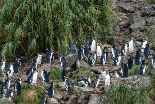 Obraz na płótnie Colony of northern rockhopper penguins (Eudyptes moseleyi) at Gough Island