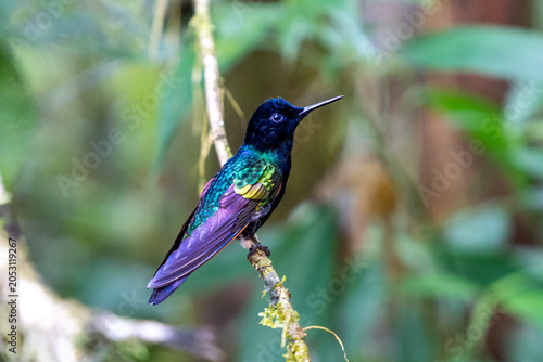 Canvastavla Hummingbird Perched on a Branch in the Forest During Daylight Hours
