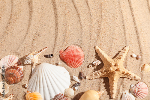 Starfish with seashells on ...