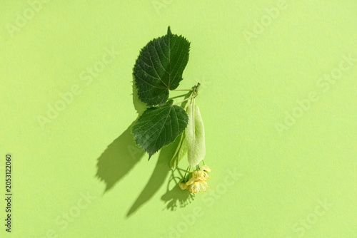 Blooming linden branch with...