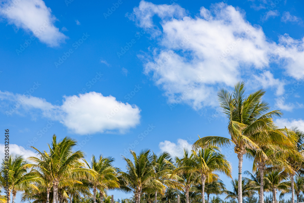 Fototapeta premium palm trees against blue sky