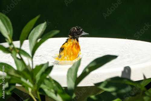 Baltimore oriole (Icterus galbula)in bird bath; Lincoln, Nebraska