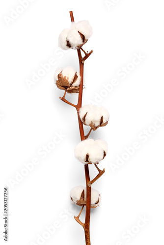 Beautiful cotton branch iso...