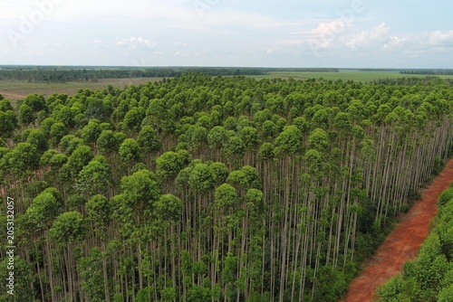 Drone aerial panorama of eucalyptus trees growing in a managed industrial plantation forest, highlighting sustainable timber production, green canopy, forestry operations, and natural resourc