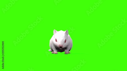 4k White albino house mouse idle loop front view animation isolated on Green Screen, 3D mus musculus rodent mice attention standing rendering on chroma key, video for your rhymes, stories