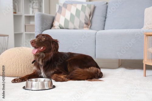 Cute brown Markiesje dog wi...