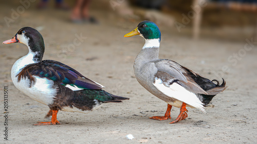 Konstfotografi Two ducks, one with a black and white plumage and the other with iridescent green head, are standing on a dirt ground outdoors