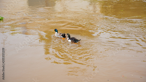 Bilde på lerret Two ducks, one with a black and white chest and the other with a green head, swim together in a muddy brown body of water