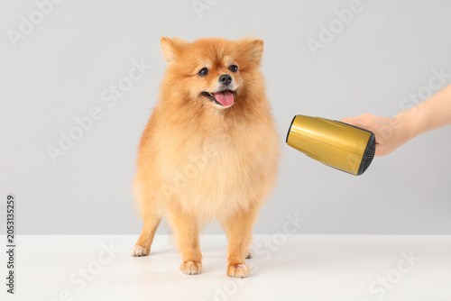 Female groomer drying cute ...