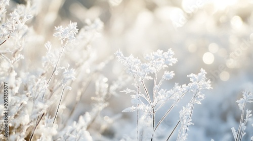 Close up of frosted plants under a soft winter light