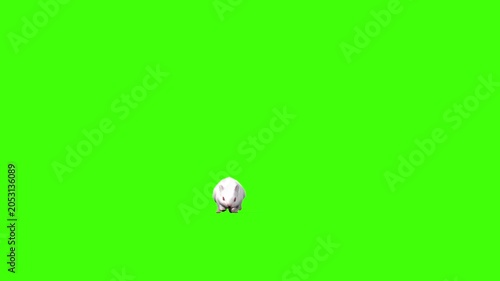 4k White albino house mouse with red eyes walking approaching from a distance front view animation isolated on Green Screen, 3D mus musculus rodent mice walk rendering on the chroma key