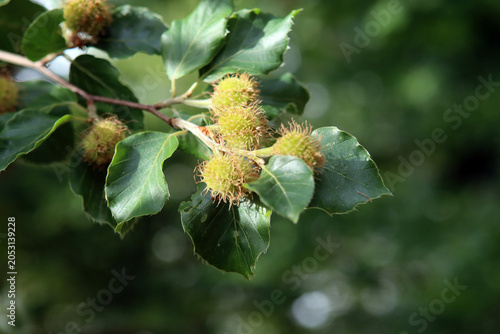 Bucheckern mit Buchenblätter
