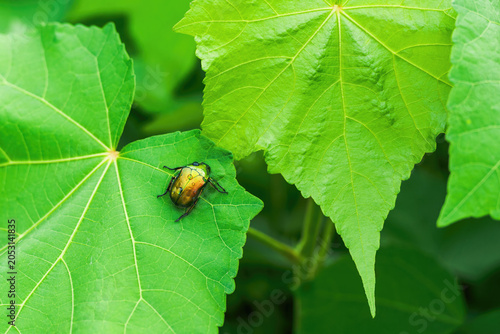 Photography Close-up shot of beetles on green leaves