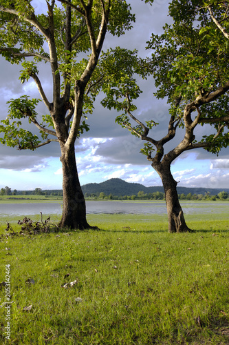Scenic landscape of two big green trees on the lake shore with mountains and cloudy sky backdrop.