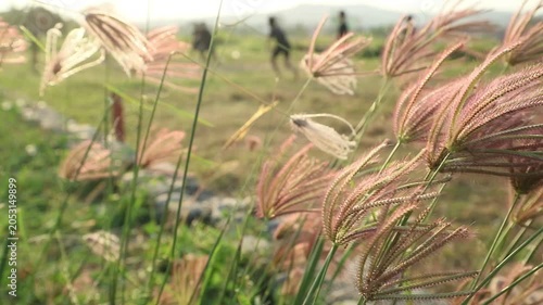 Chloris virgata grass, often used as animal feed in dry areas, although it is often considered an invasive weed in agricultural land.