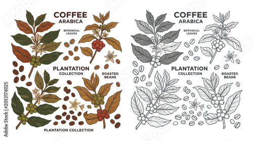 Fotografie Coffee Arabica Plant Branch with Leaves, Flowers, Berries and Beans