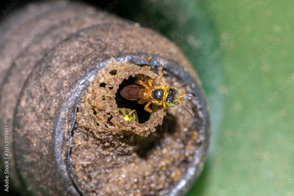 Obraz premium Close-up macro shot of a native Brazilian Jataí stingless bee (Tetragonisca angustula) guarding the wax tube entrance of its hive. 