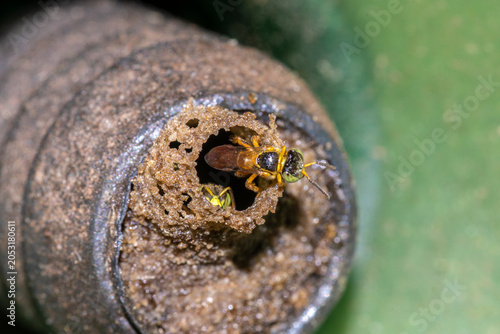 Close-up macro shot of a native Brazilian Jataí stingless bee (Tetragonisca angustula) guarding the wax tube entrance of its hive. 