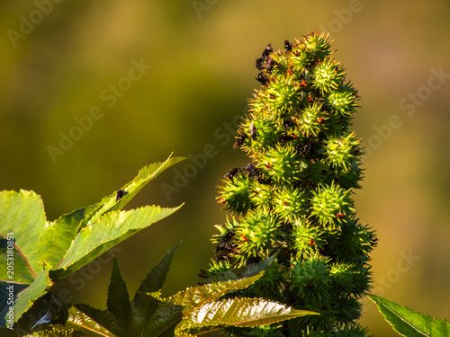 Small black stingless bees (Trigona spinipes) swarming over green spiky castor bean pods (Ricinus communis) in a sunny field in Brazil.