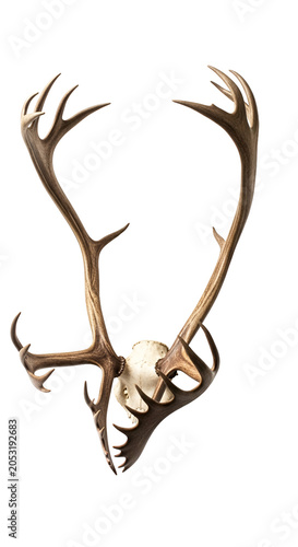 Realistic Antler Skull Isolated With White Background Realistic Photo