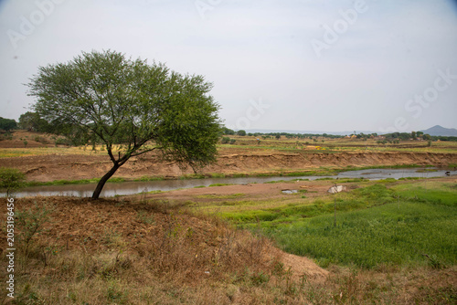 tree in the field