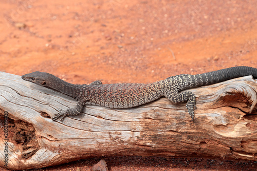 Photos Australian Black-headed Monitor or goanna